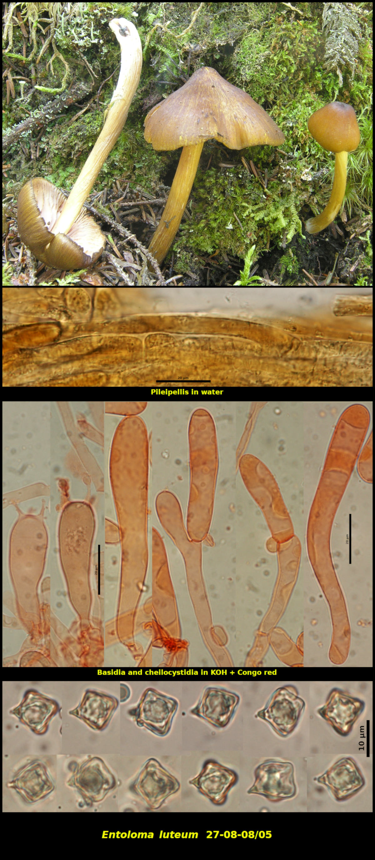 Picture of <i>Entoloma luteum</i>